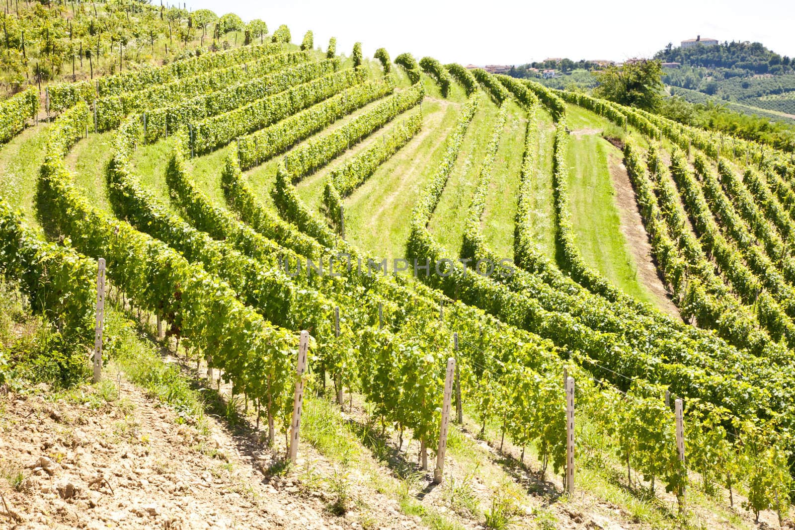 Barbera vineyard during spring season, Monferrato area, Piedmont region, Italy