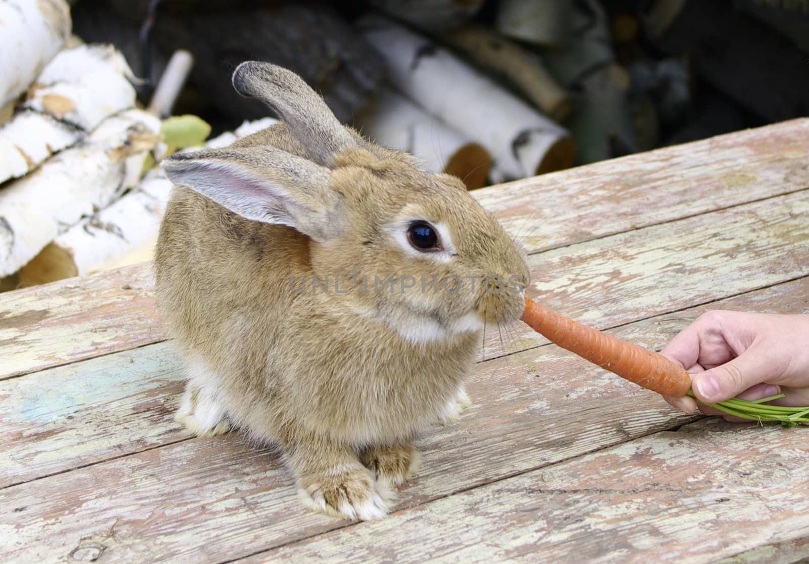 hand keeps carrot and rabbit eat it