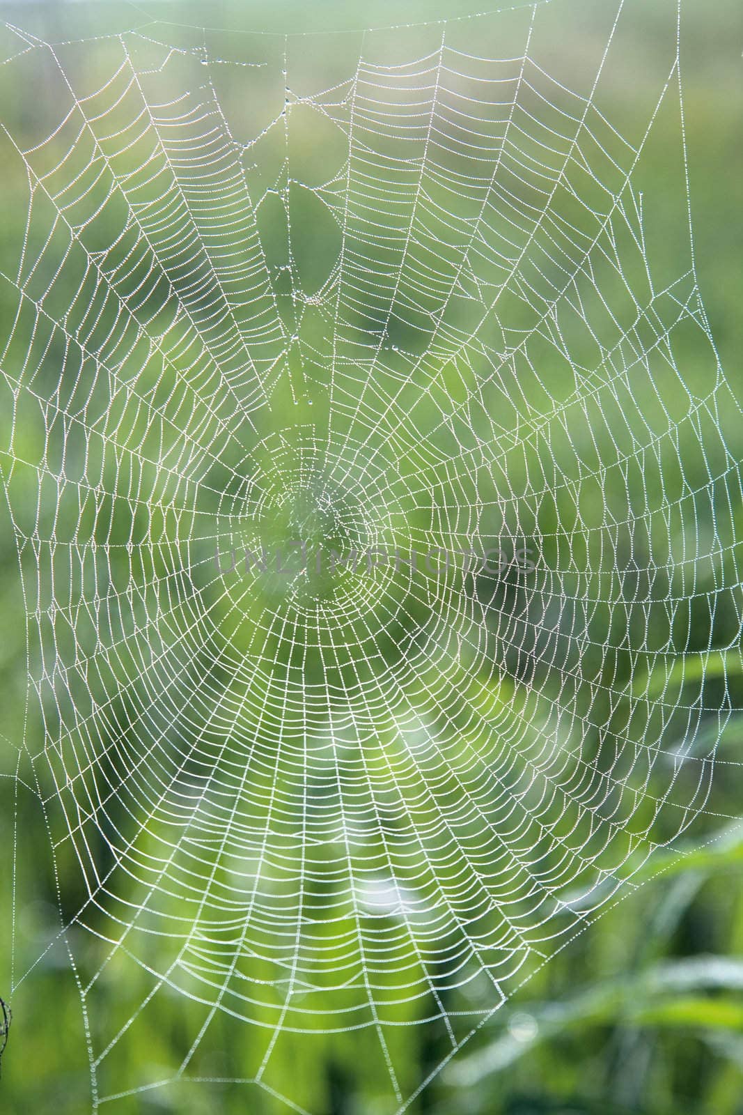 Web in dew in the early morning
