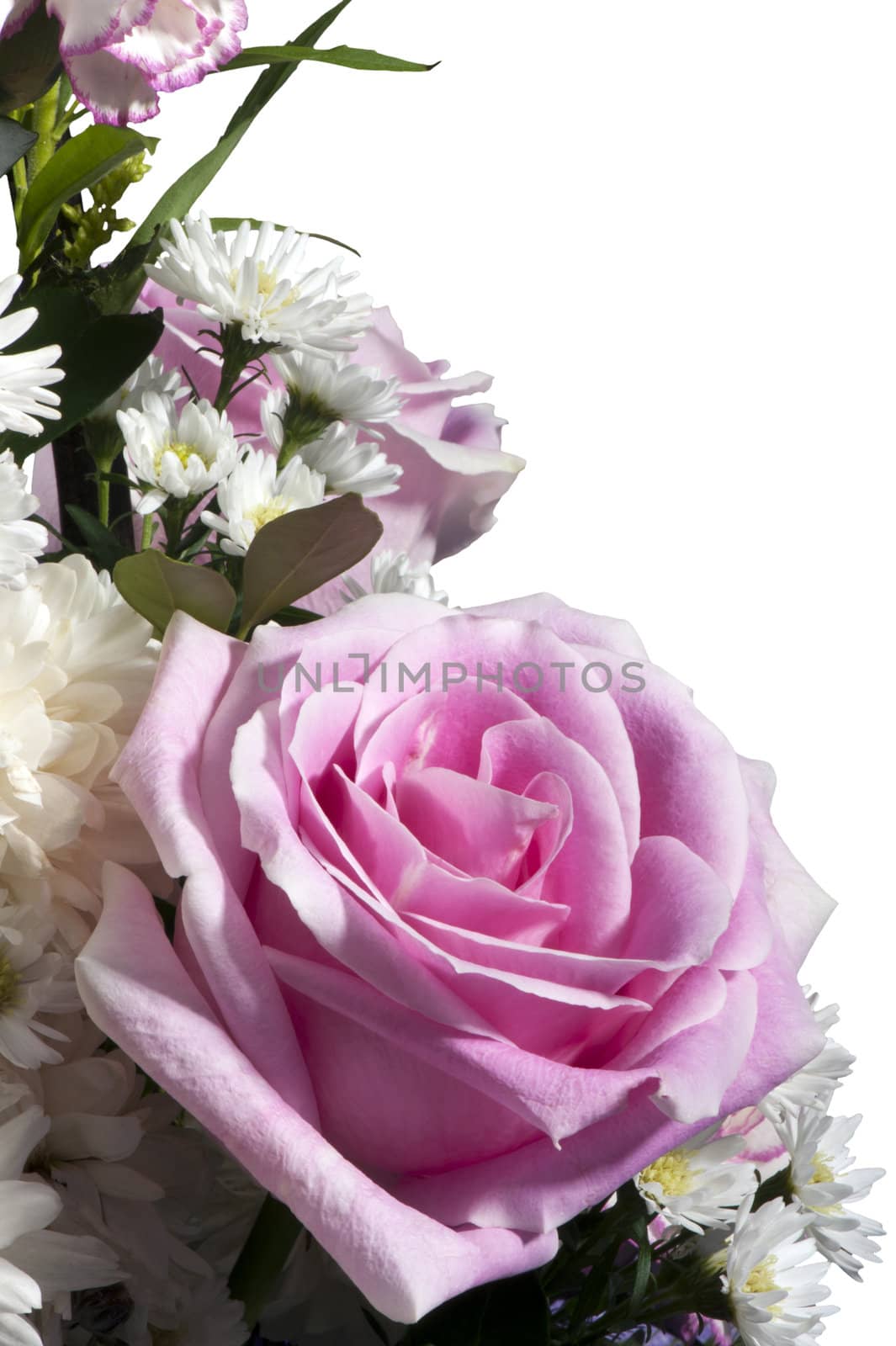 Composition of flowers on a white background
