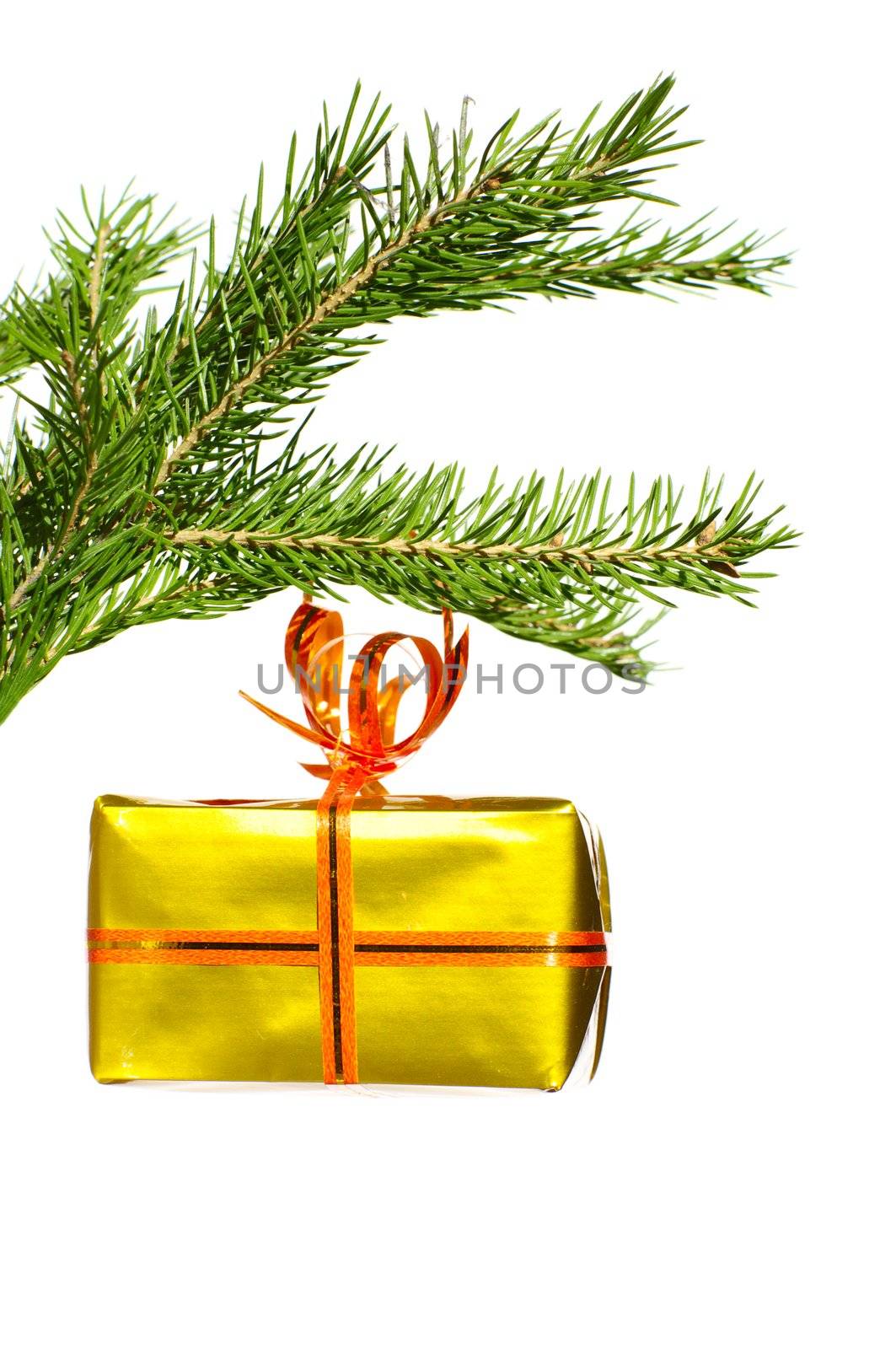 present on fir branch  by HGalina