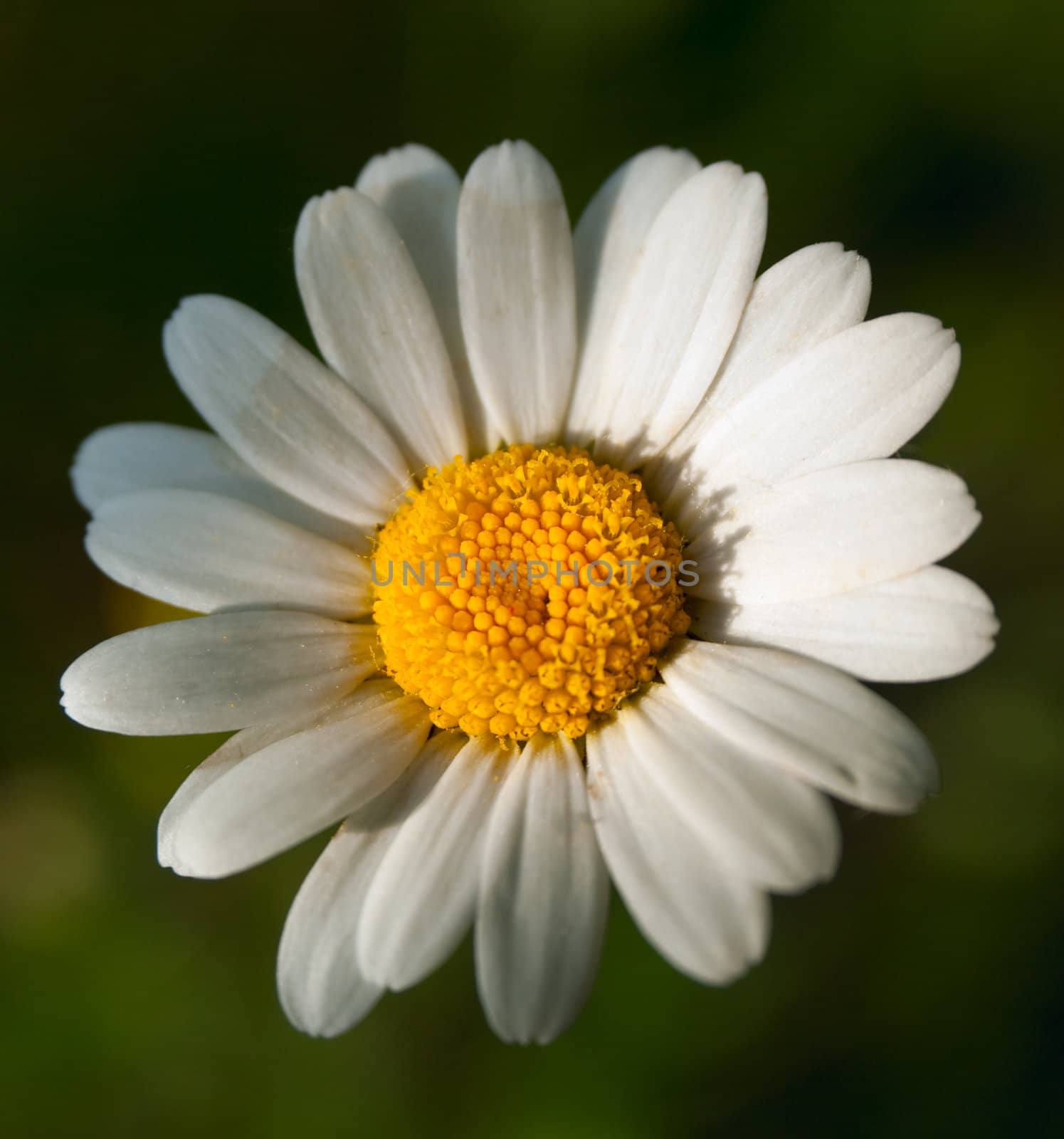 White flower by vtorous