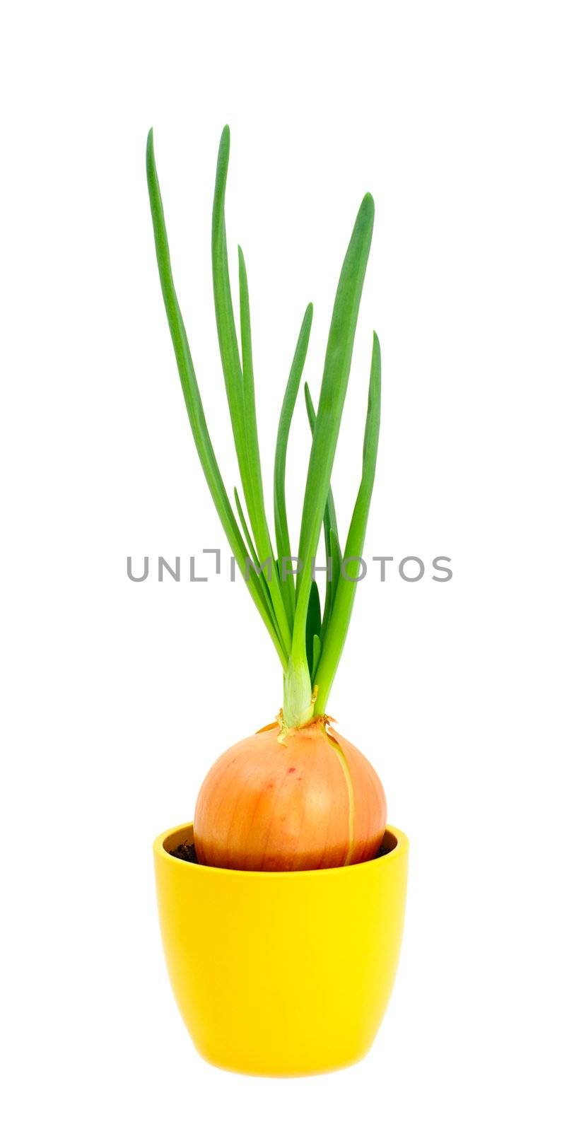 oniony bulb with green spears in pot on white