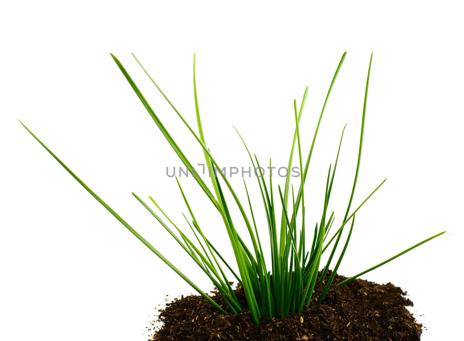 run green grass in ground on white  