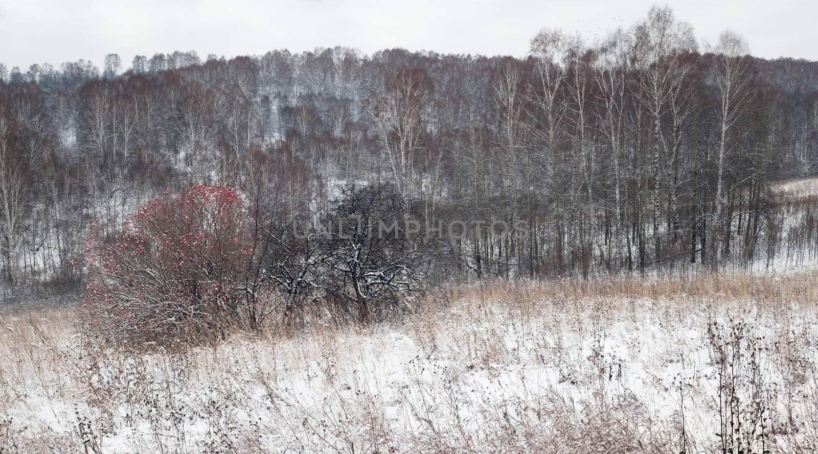 Forest on an overcast winter day