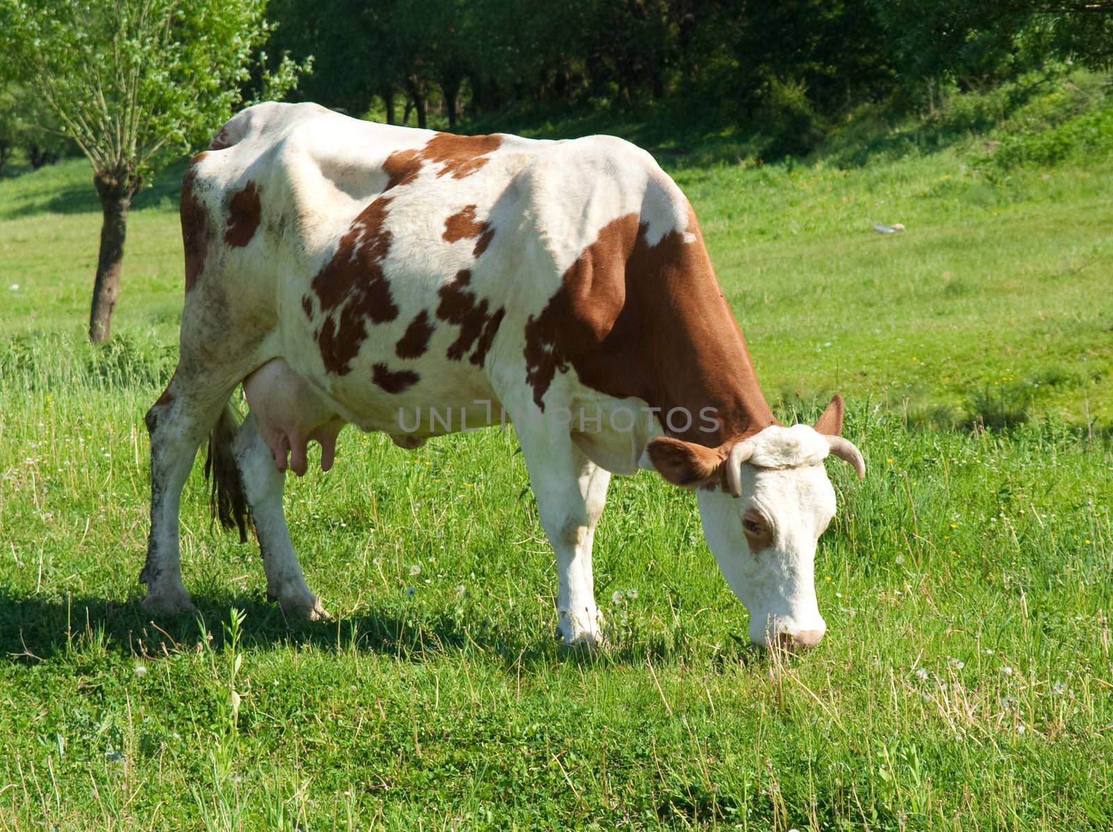 Brown and white cow on greeen grass