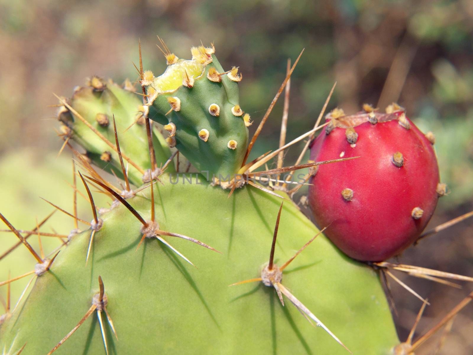 Closeup thorns of Opuntia cactus with fruit