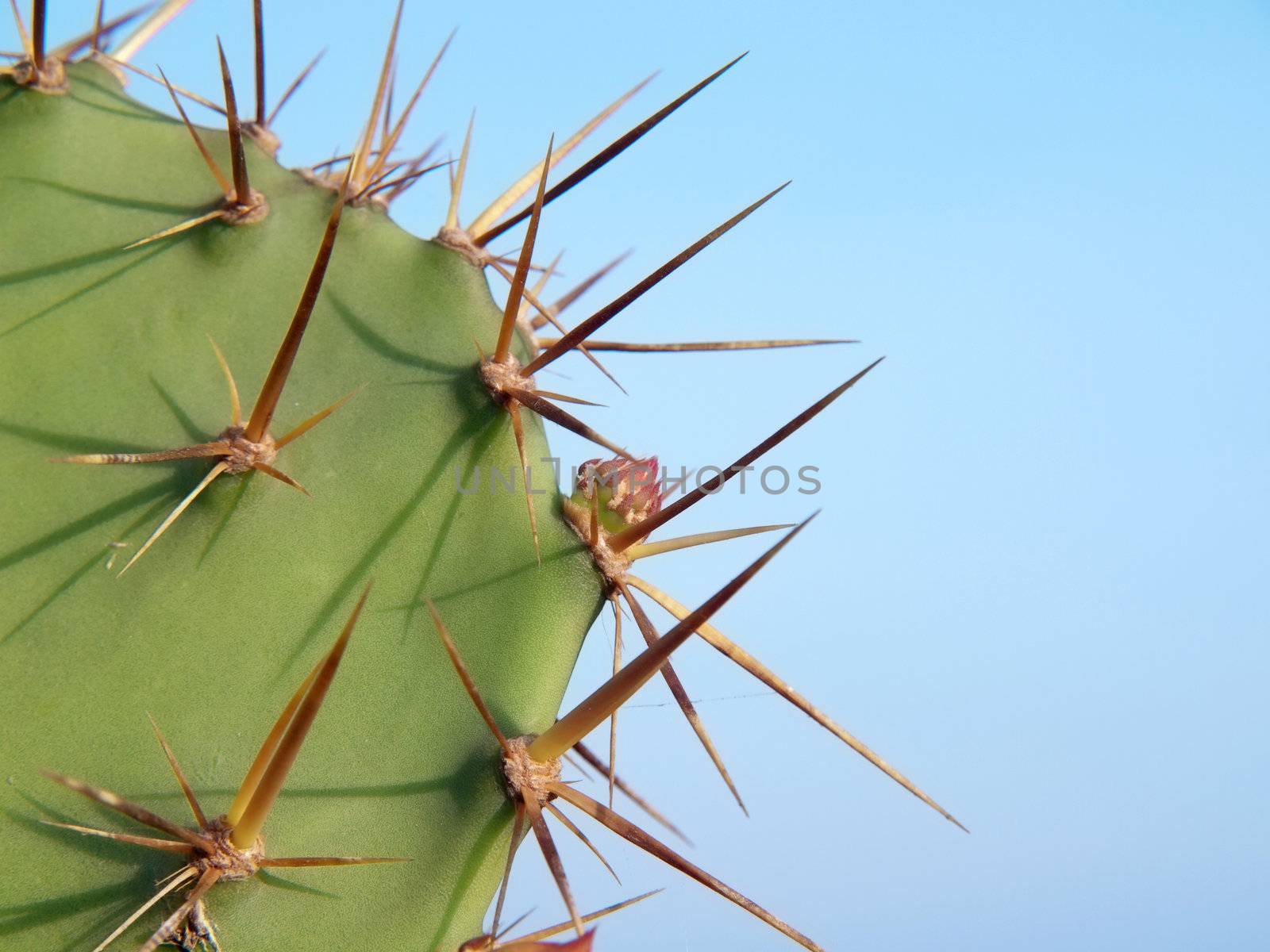 Opuntia cactus with flower bud and thorns on green leaf