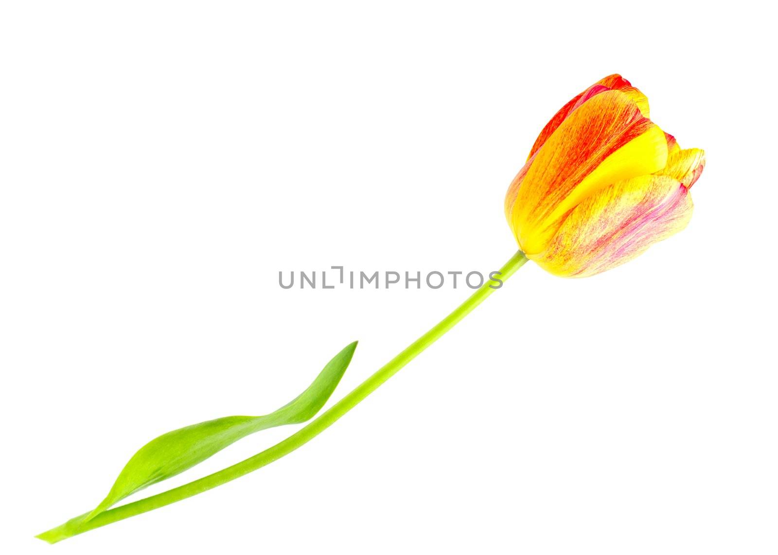  tulip on white  by HGalina