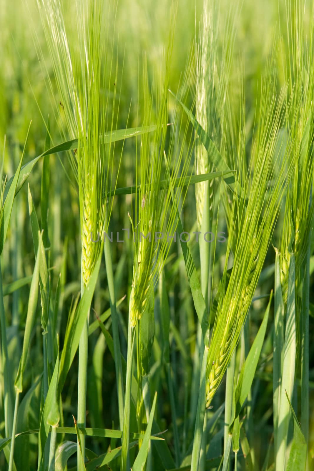 green ear wheat by vtorous