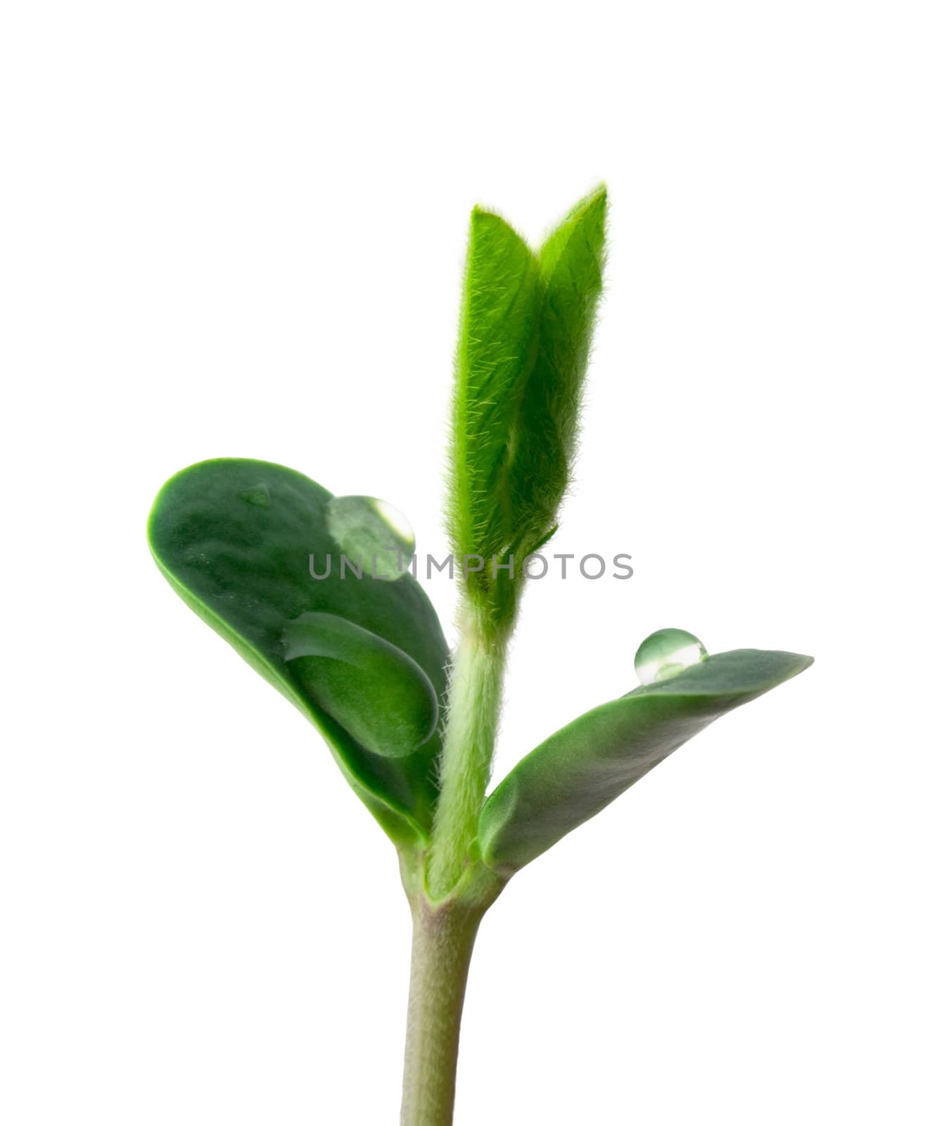  Small sprouts of soy isolated on white background