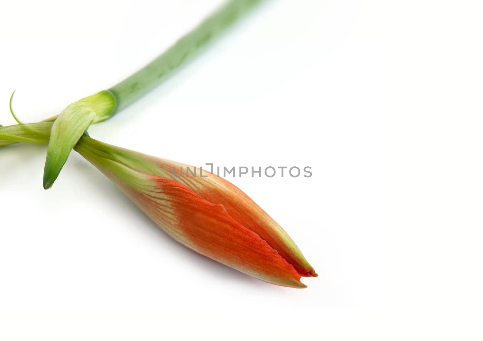 Bud of an orange flower by vtorous