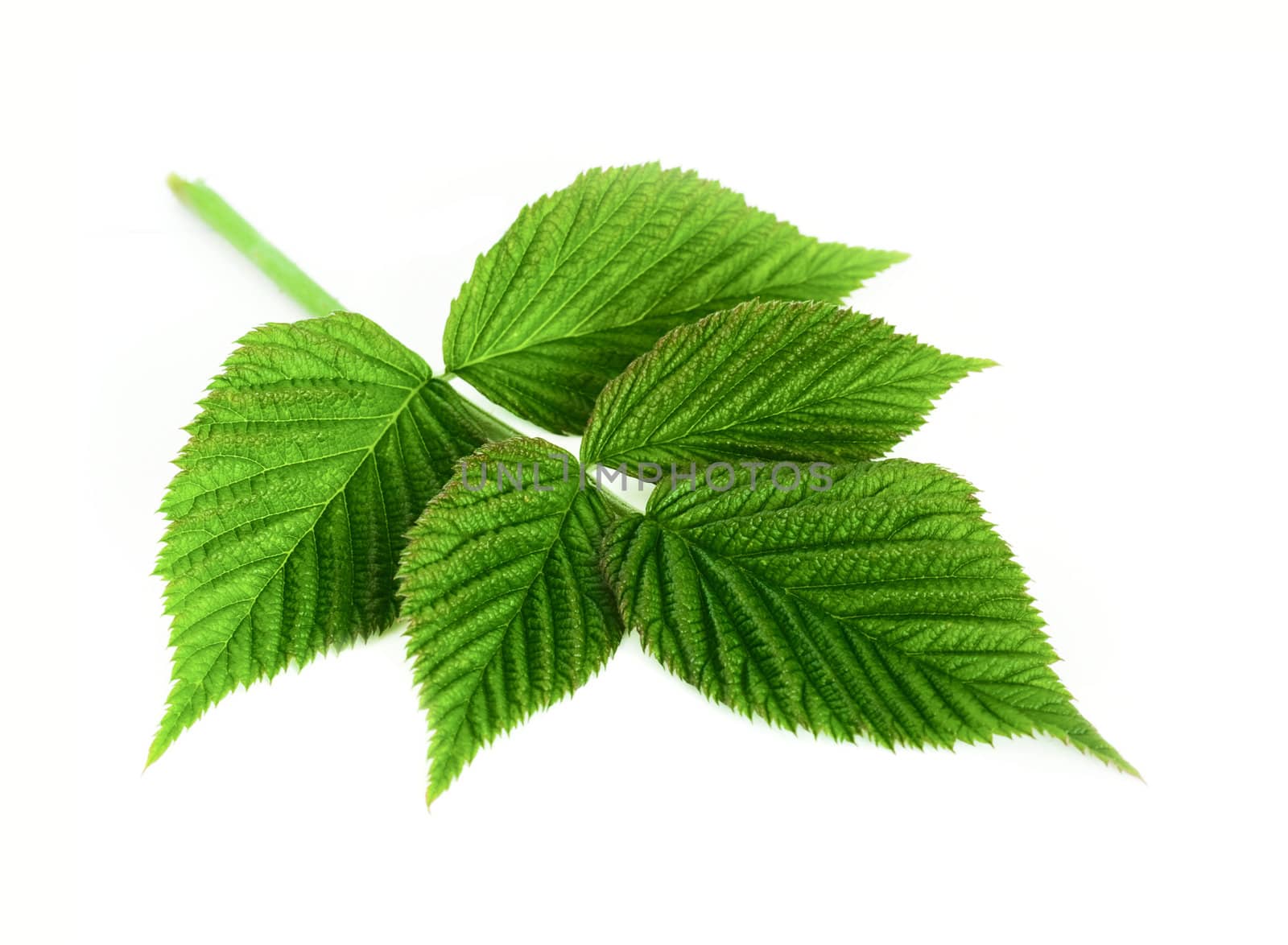 leaf raspberry isolated on a white by vtorous