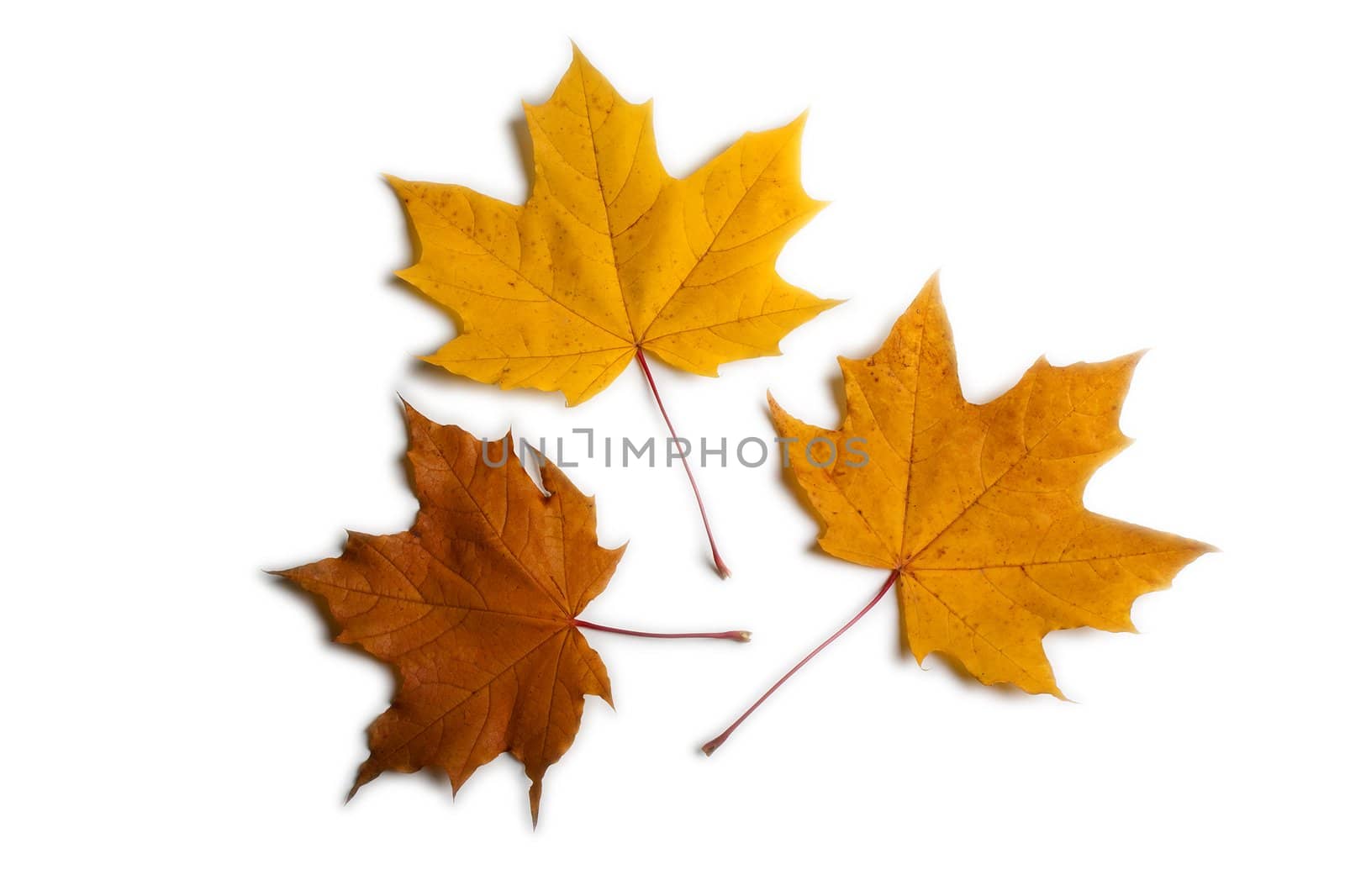 Autumn season multi color maple leaves background