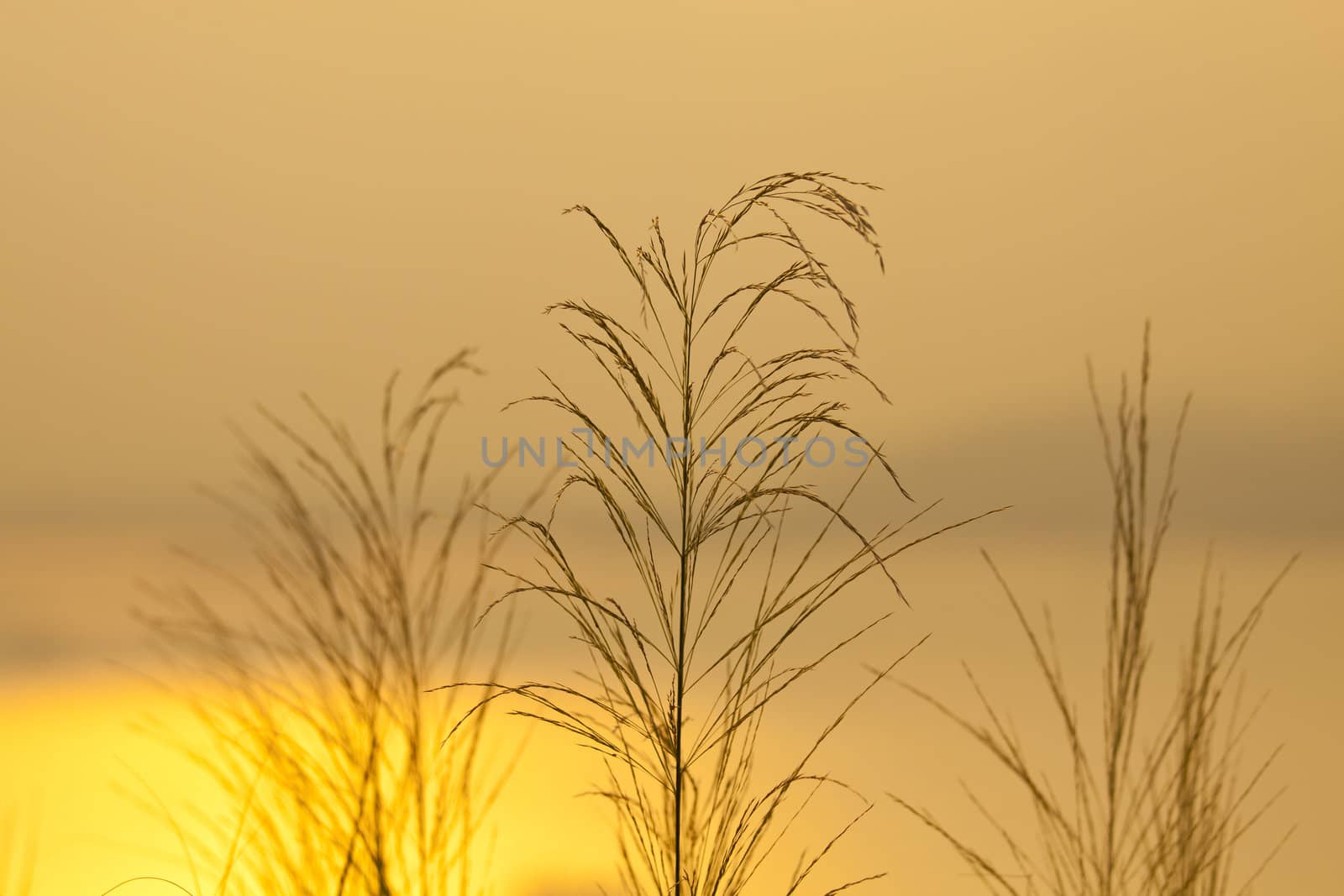 Sunset grasses by kawing921