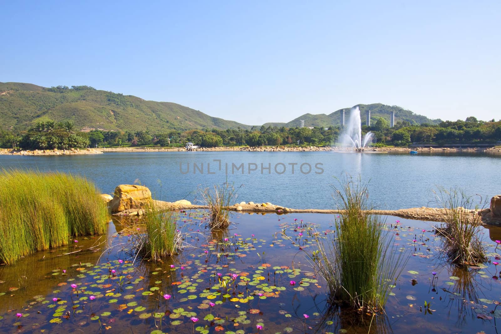 A lake with grasses under blue sky