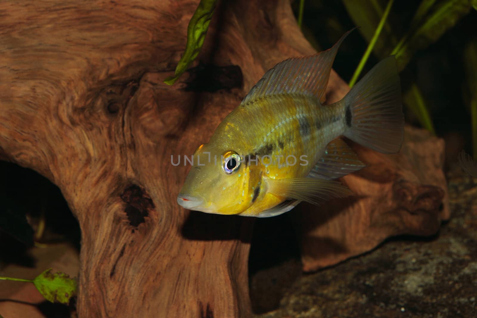 Yellow Fire Mouth (Thorichthys passionis) by tdietrich