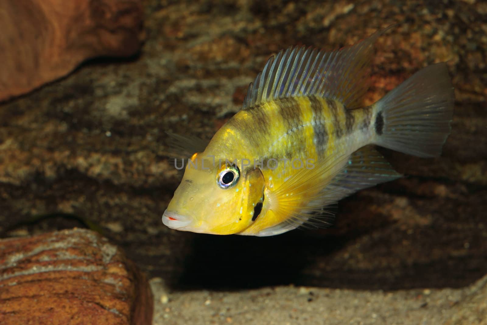 Yellow Fire Mouth (Thorichthys passionis) - Male 