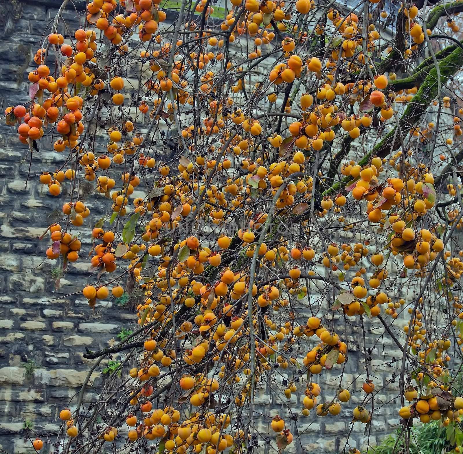persimmons in the rain, in autumn in the region of Burgundy (France)