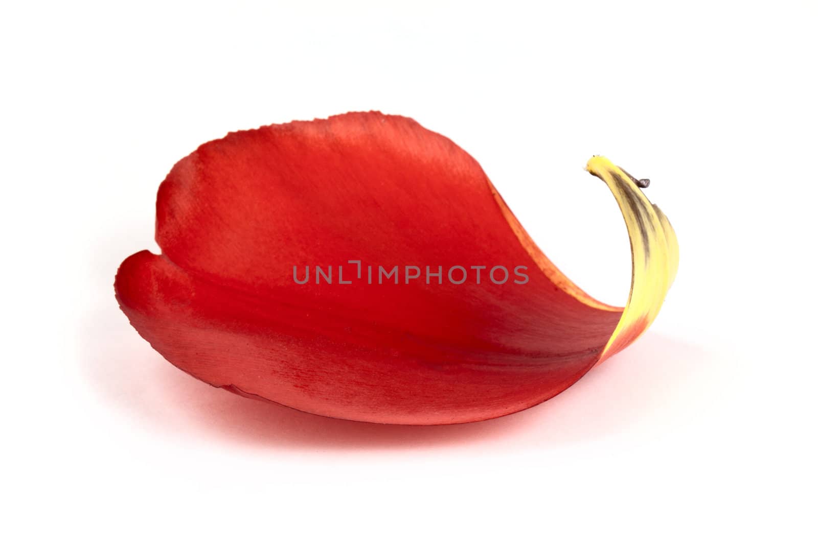 Red petal of tulip isolated on white background