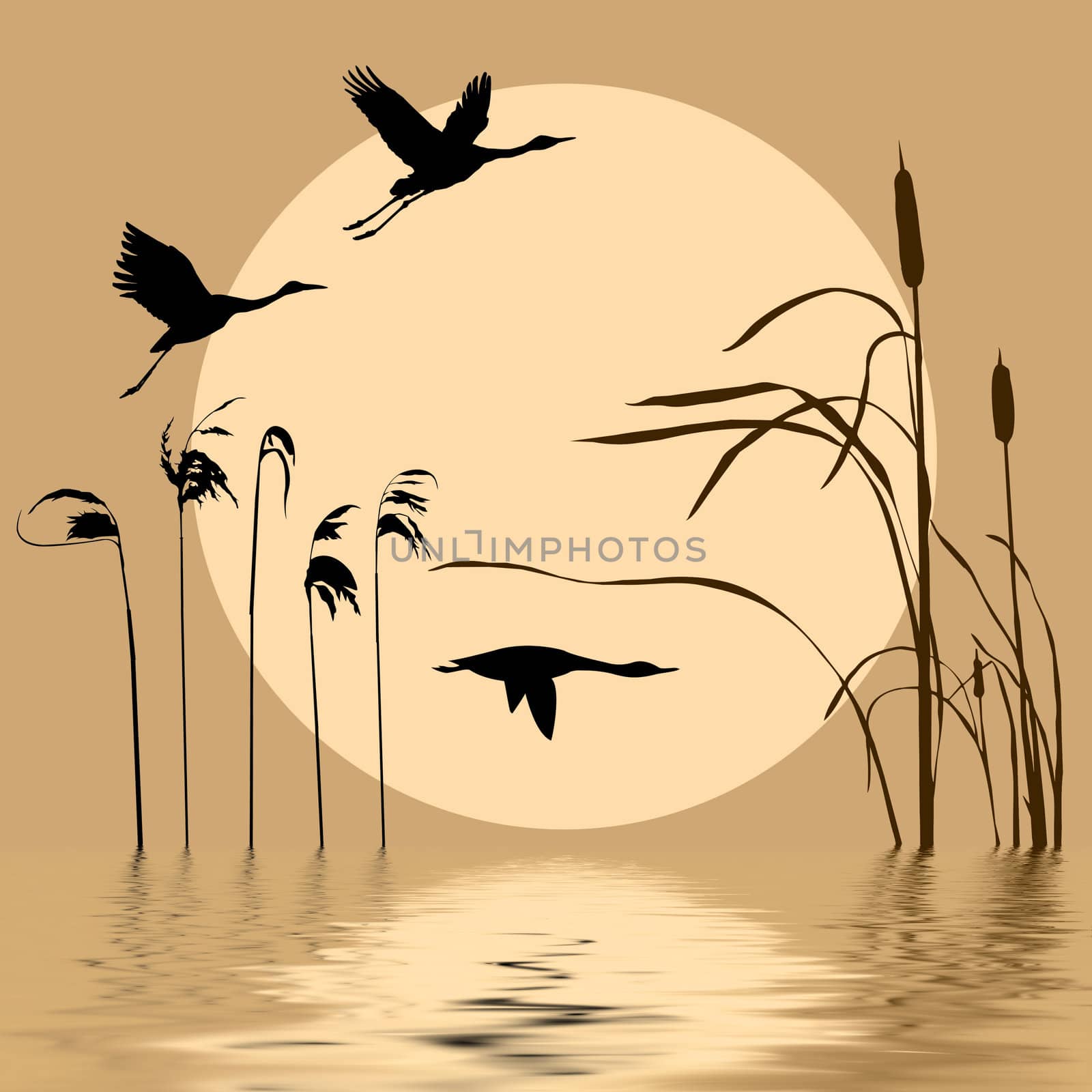 vector silhouette of the birds on lake by basel101658