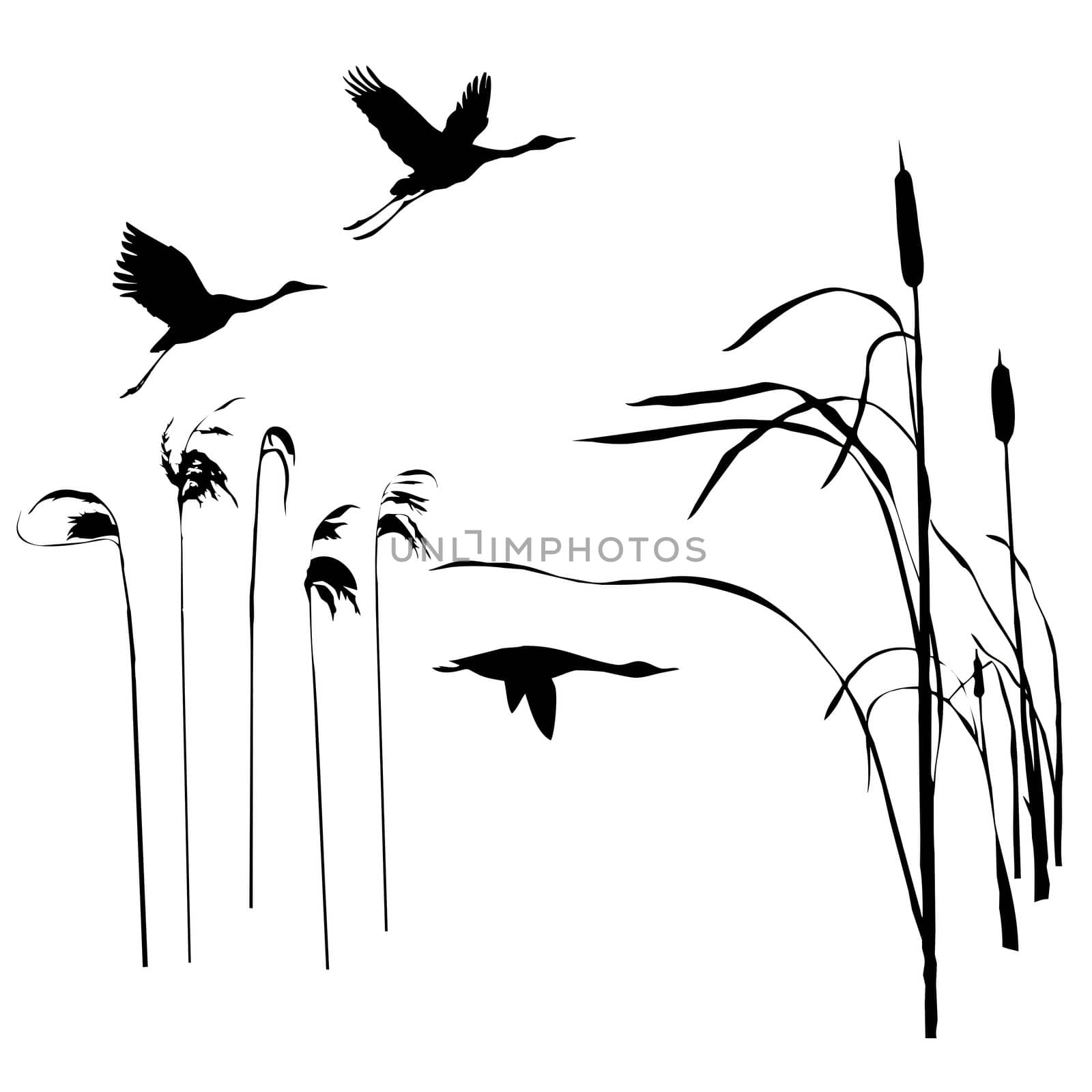 silhouette of the birds on lake