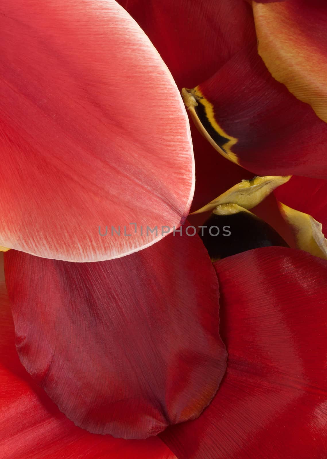 Natural background from petals