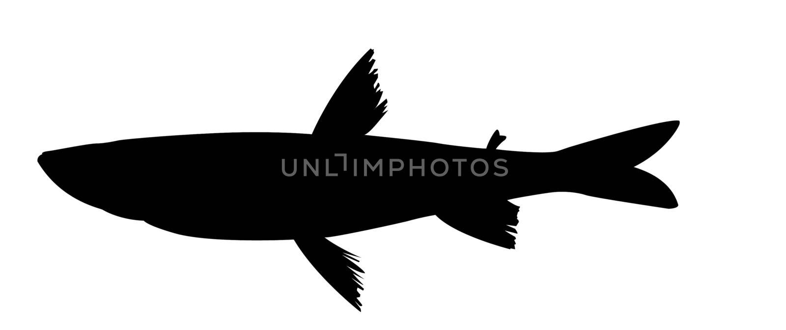 vector silhouette of the smelt on white background by basel101658