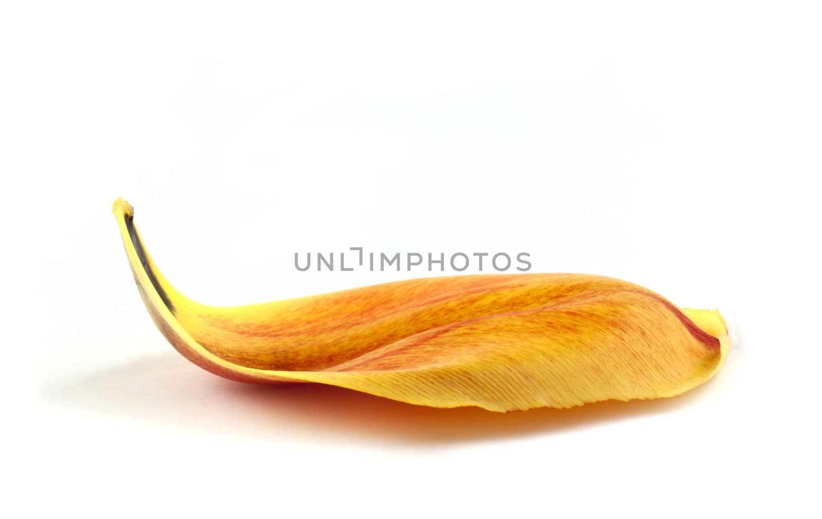 Yellow petal of tulip isolated on white background