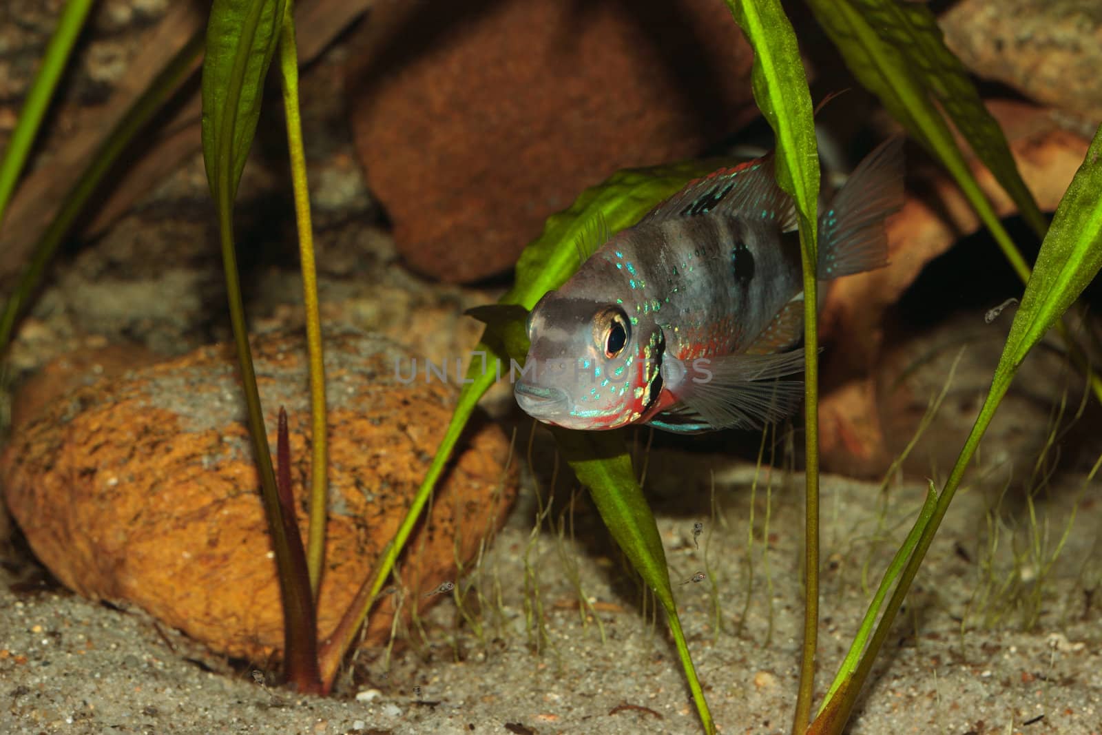 Mexican Fire Mouth (Thorichthys ellioti) - Female with a small flock of juvenile fish