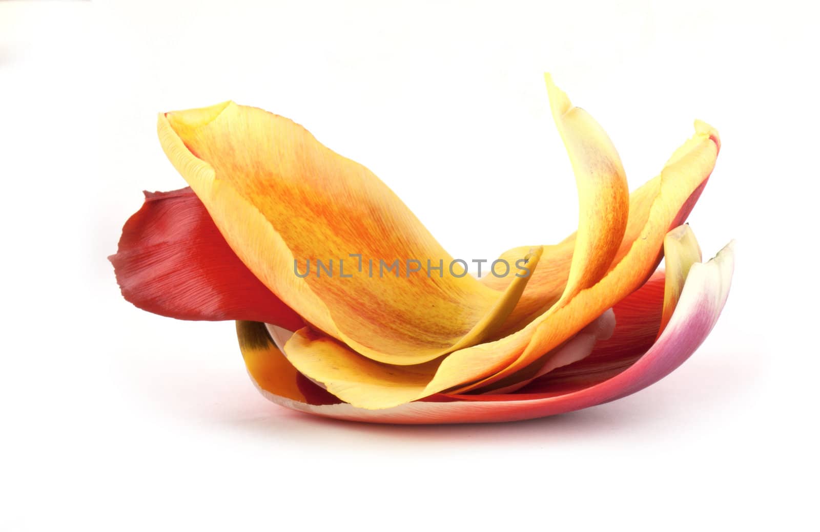 Heap of tulip petals isolated on white