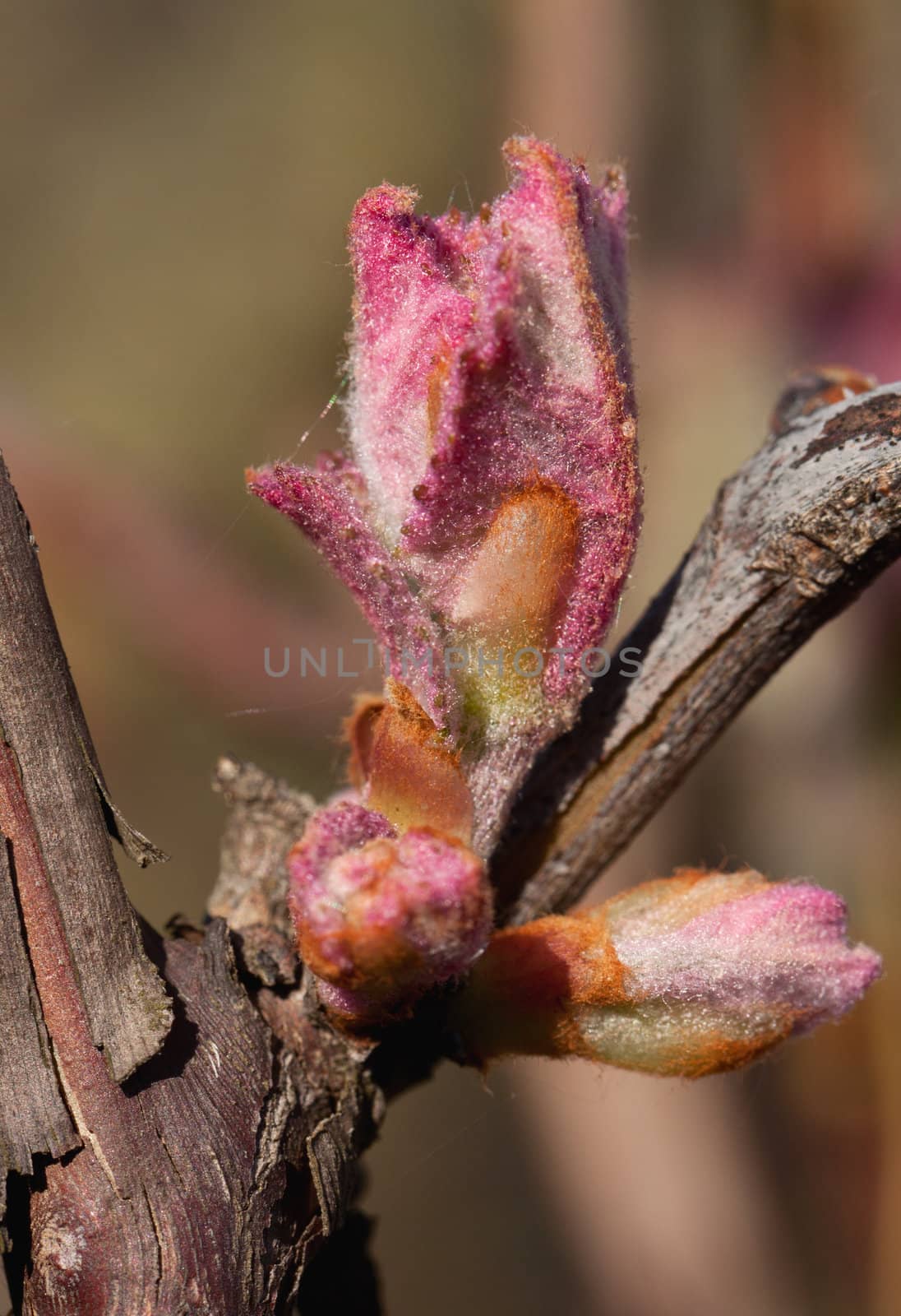 Bud of grape