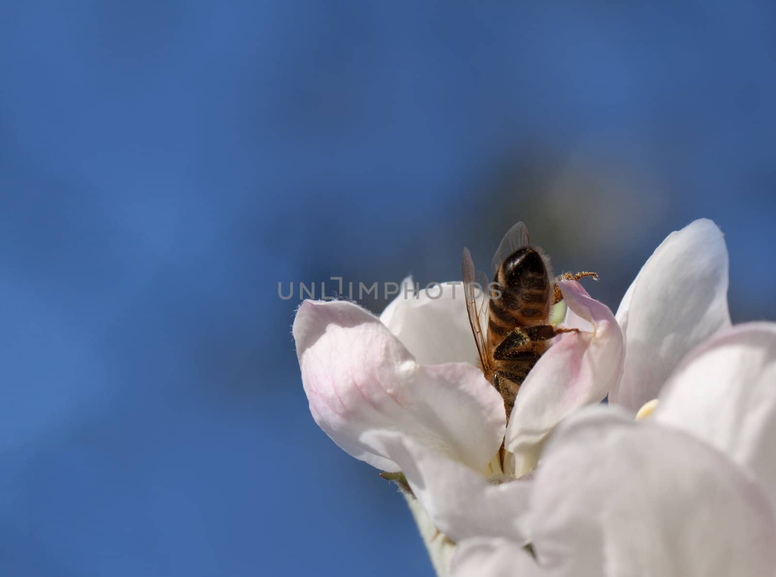 Apple blossom by vtorous