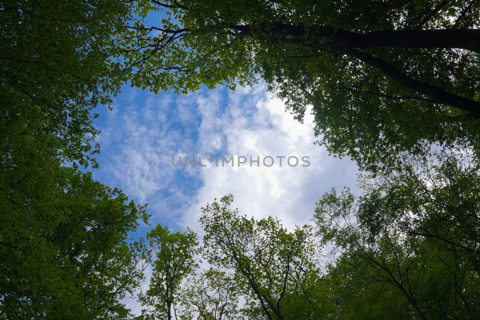 Forest and sky