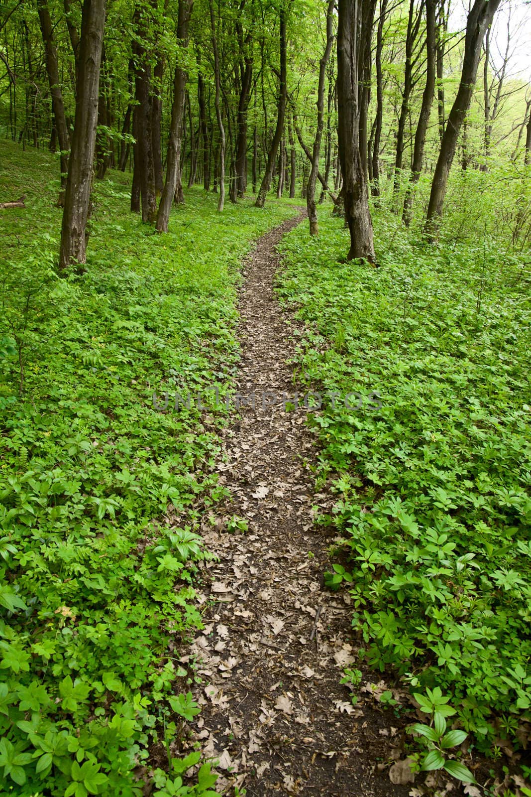 Footpath in forest