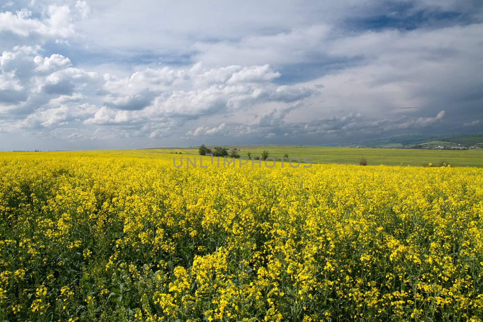 Field with yellow rape by vtorous