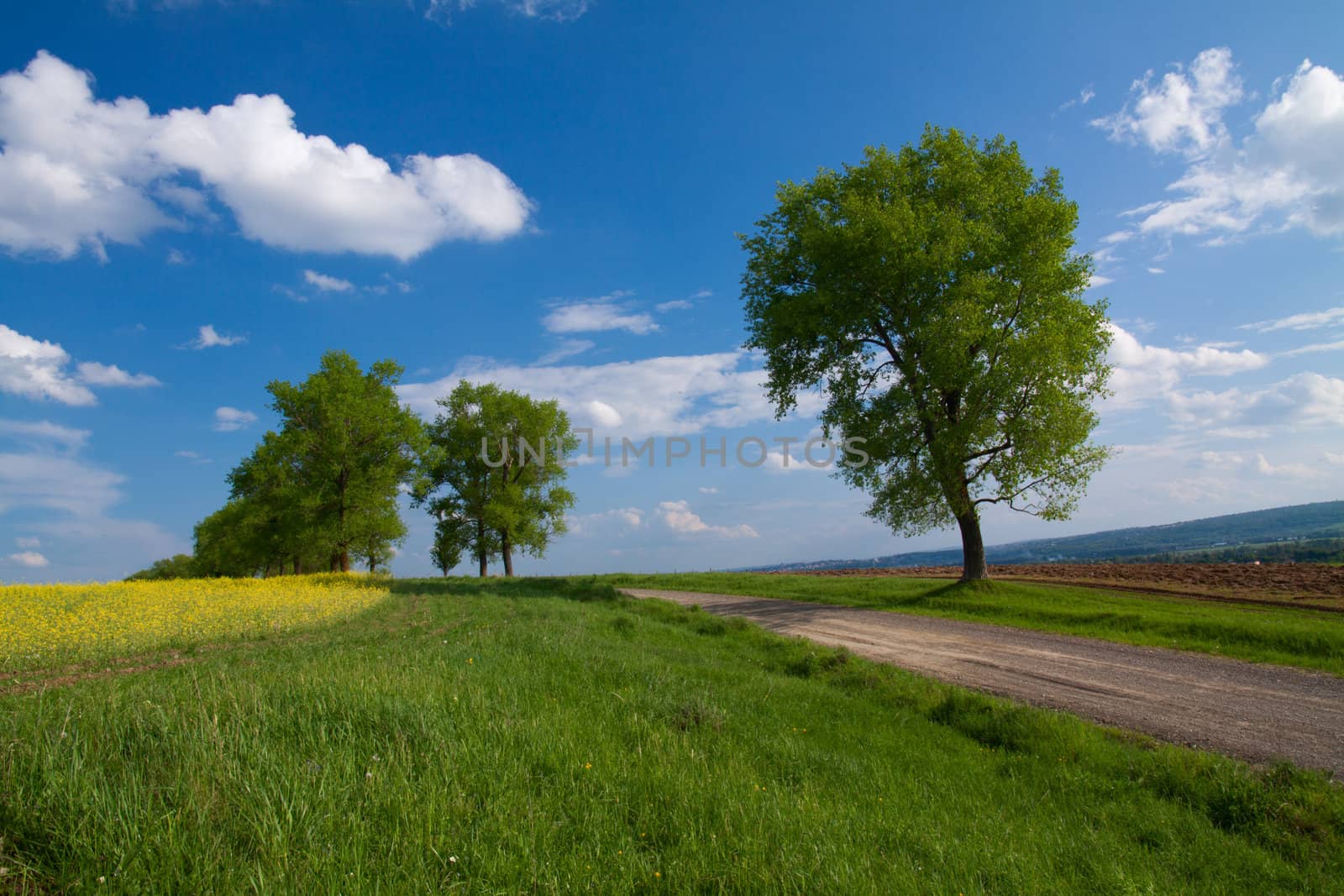 Trees and field with rape