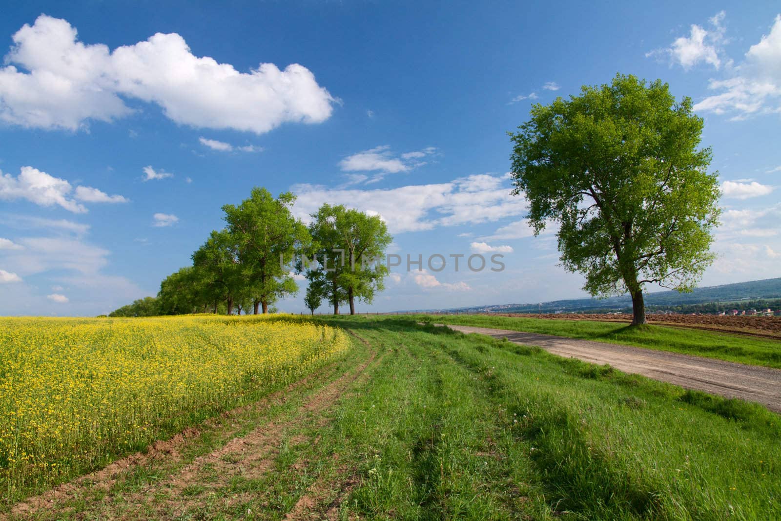 Trees and field with rape