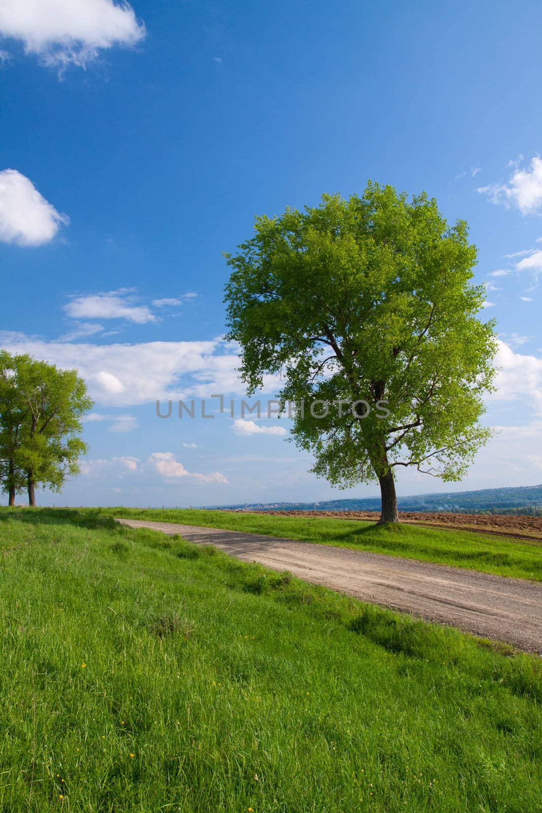 Trees and field with rape by vtorous