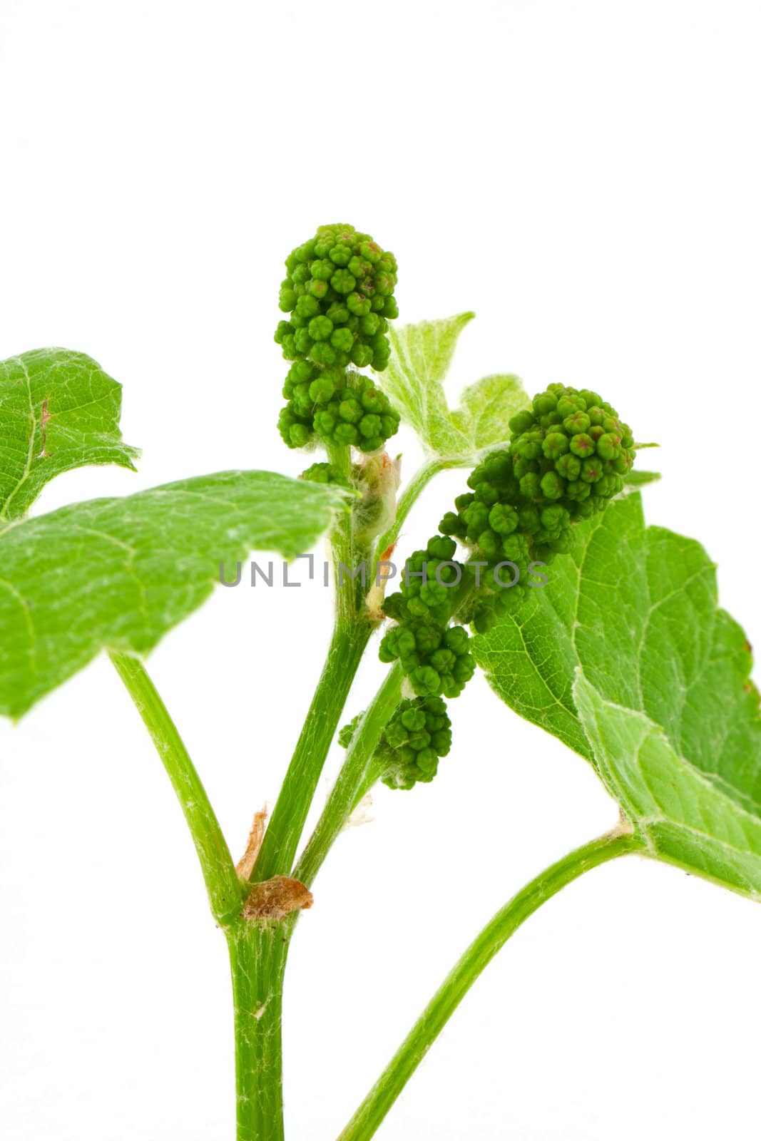 Vine branch isolated on white