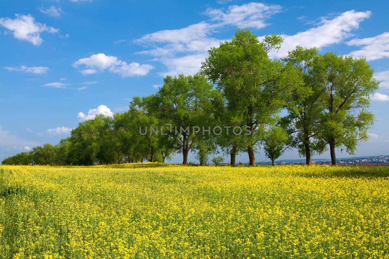 Trees and field with rape by vtorous