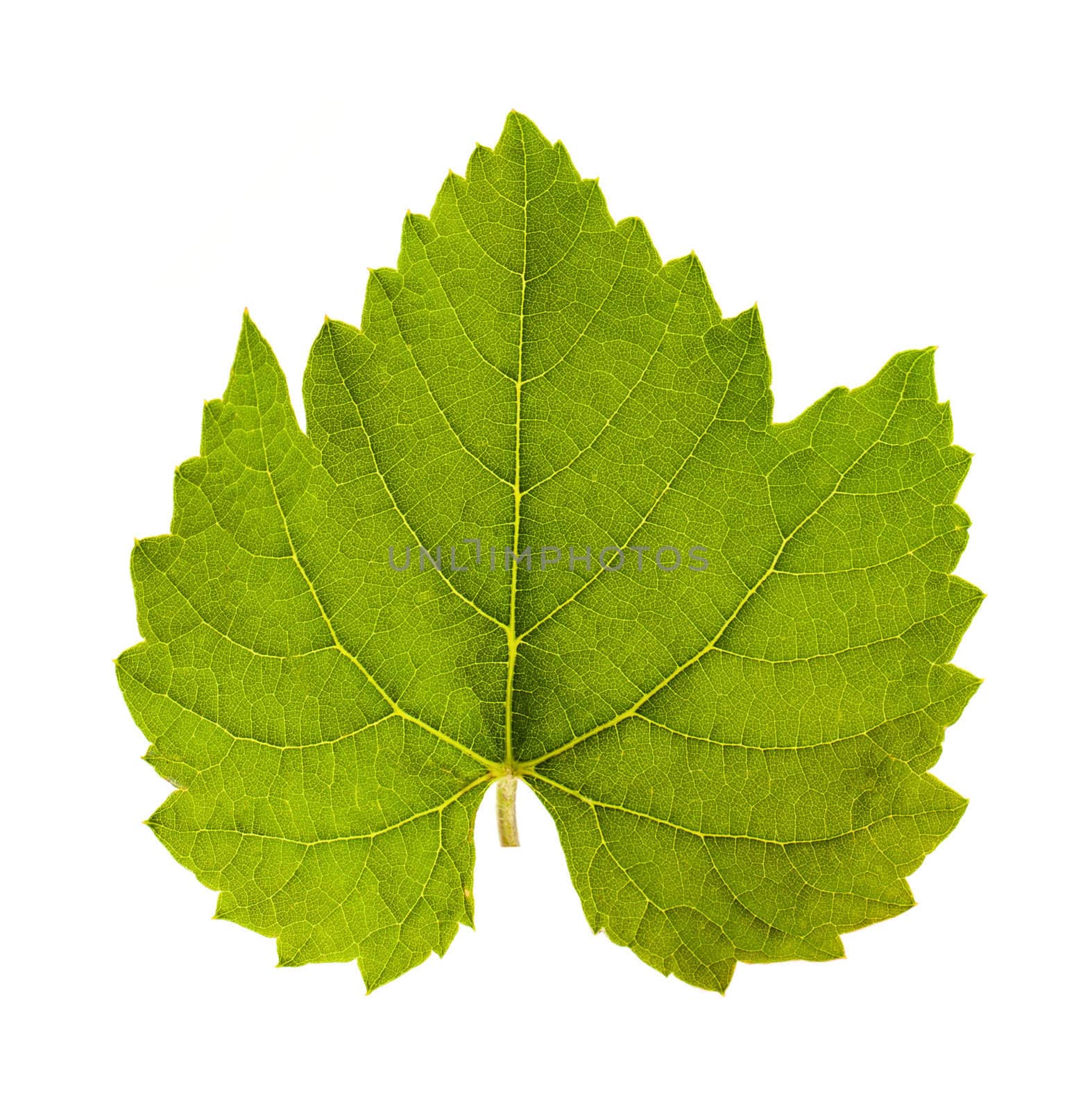 Leaf of grape isolated on white