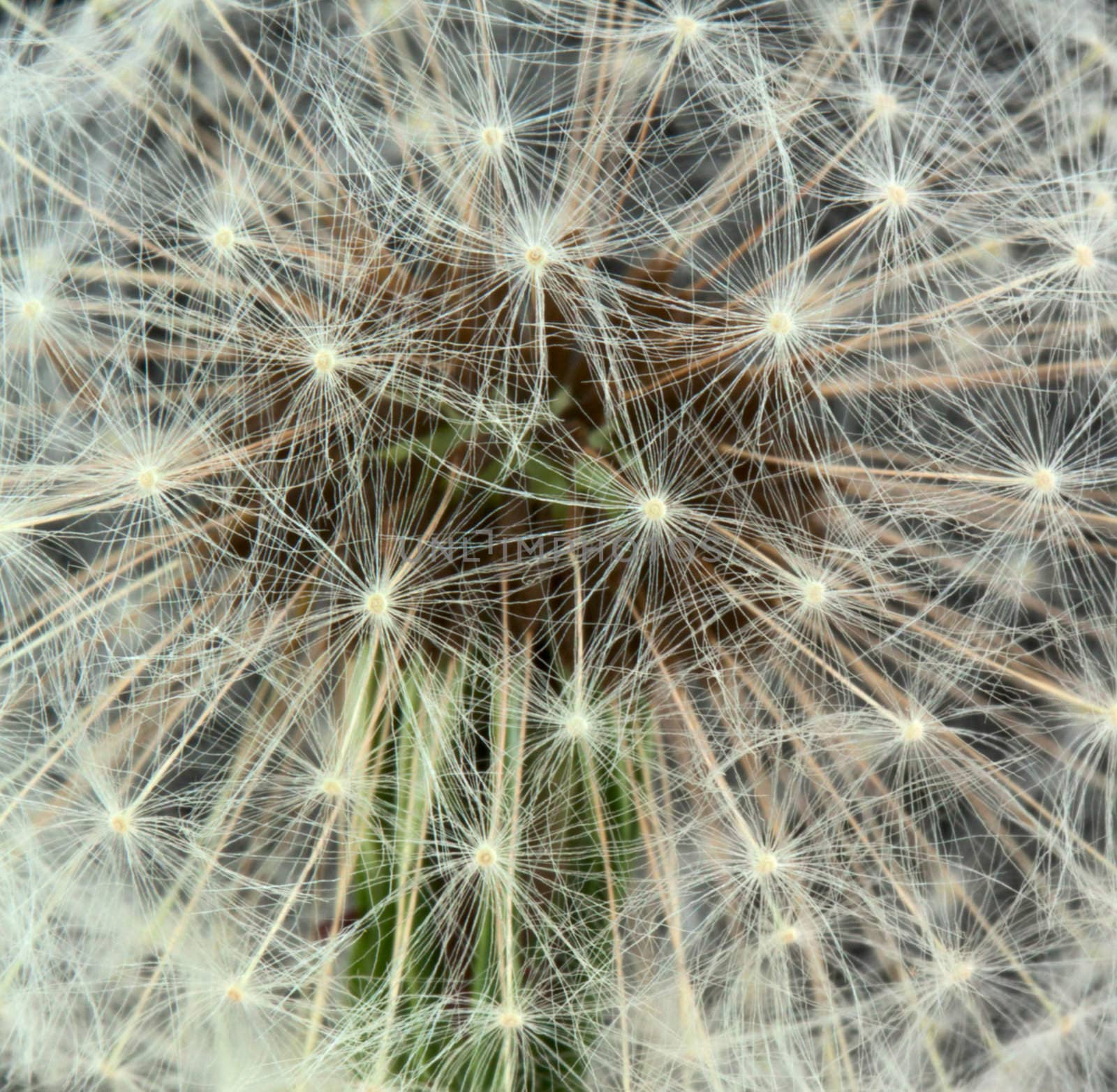 Dandelion seeds on black background
