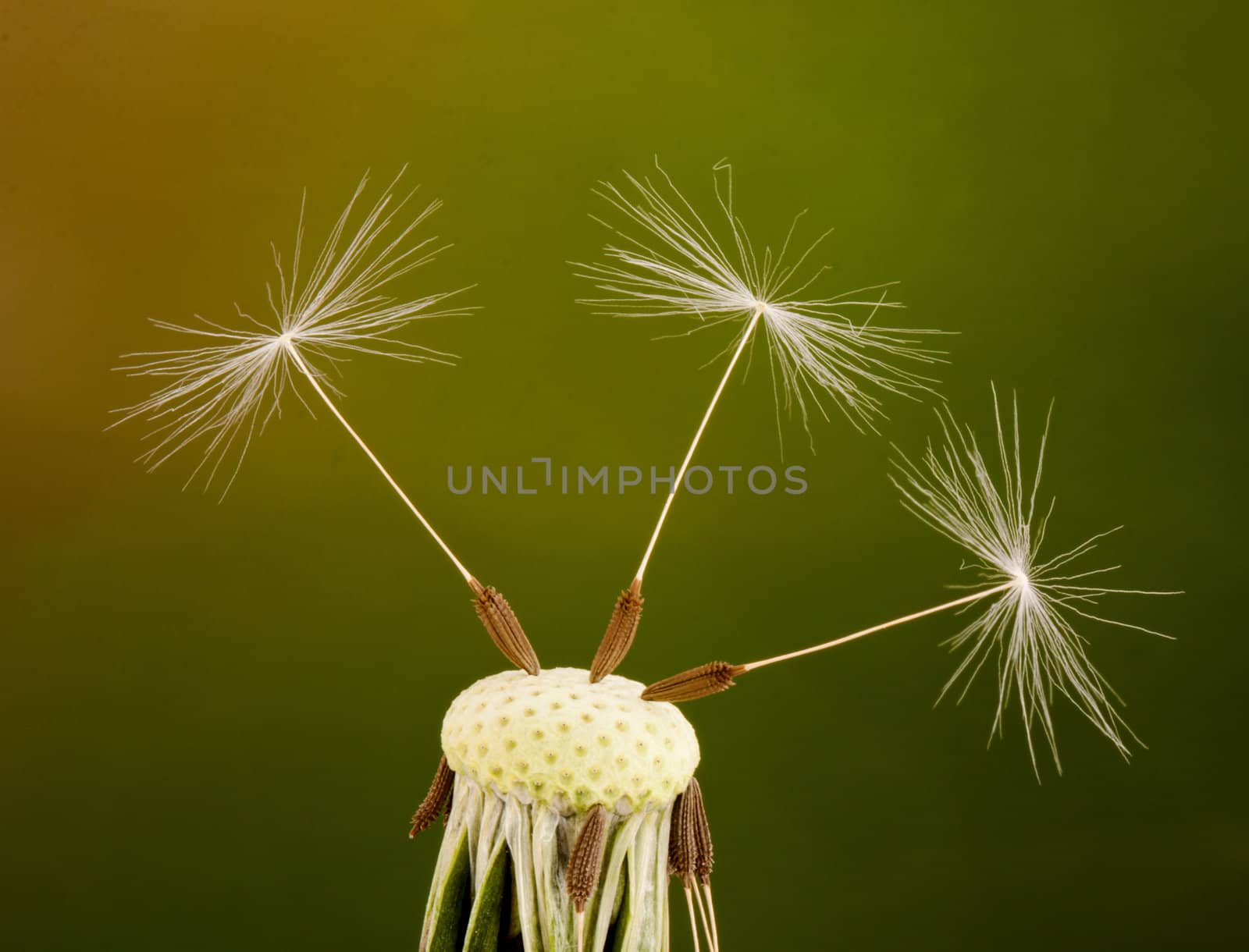 Dandelion seeds on green background