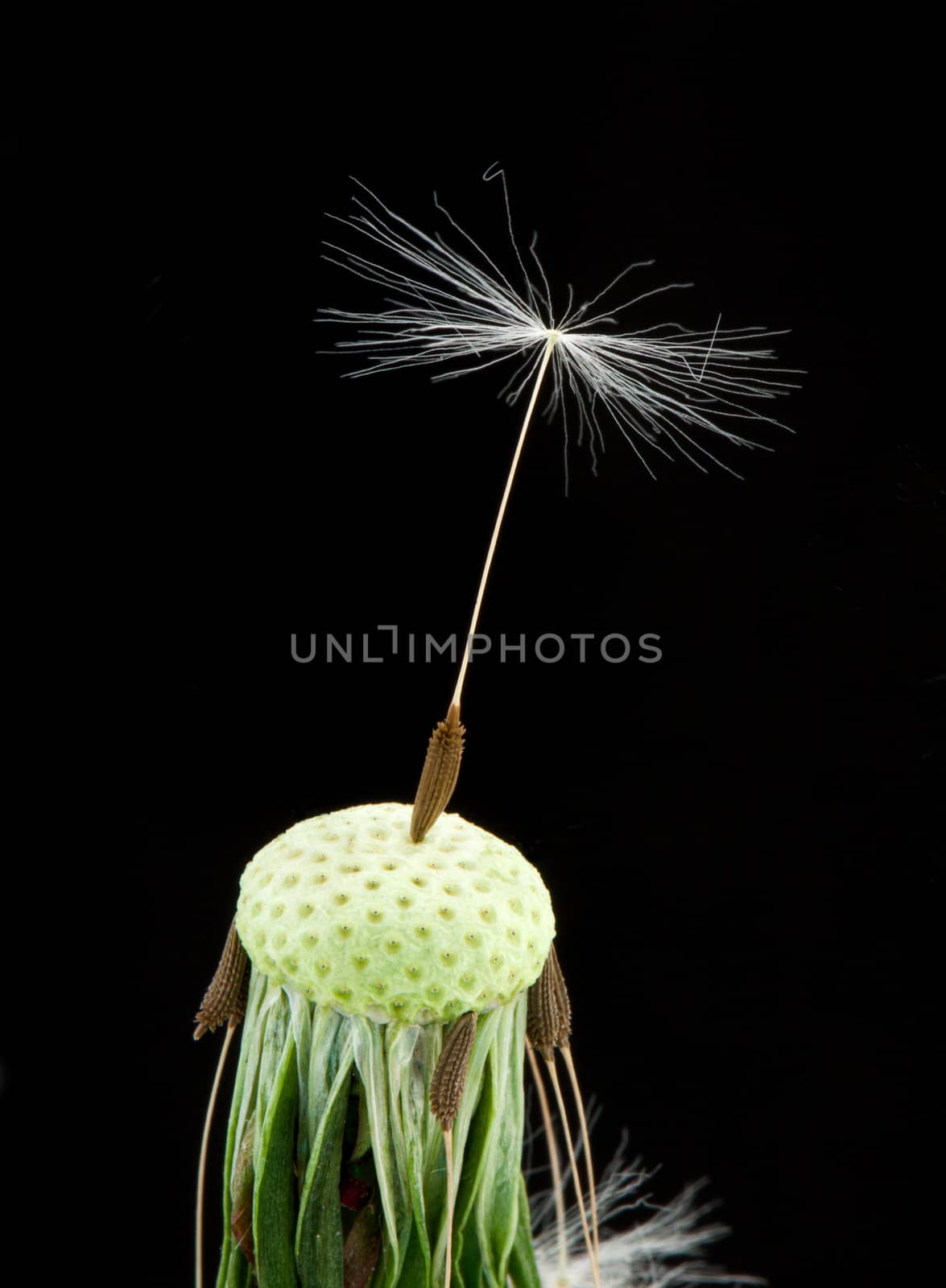 Dandelion seeds on black background
