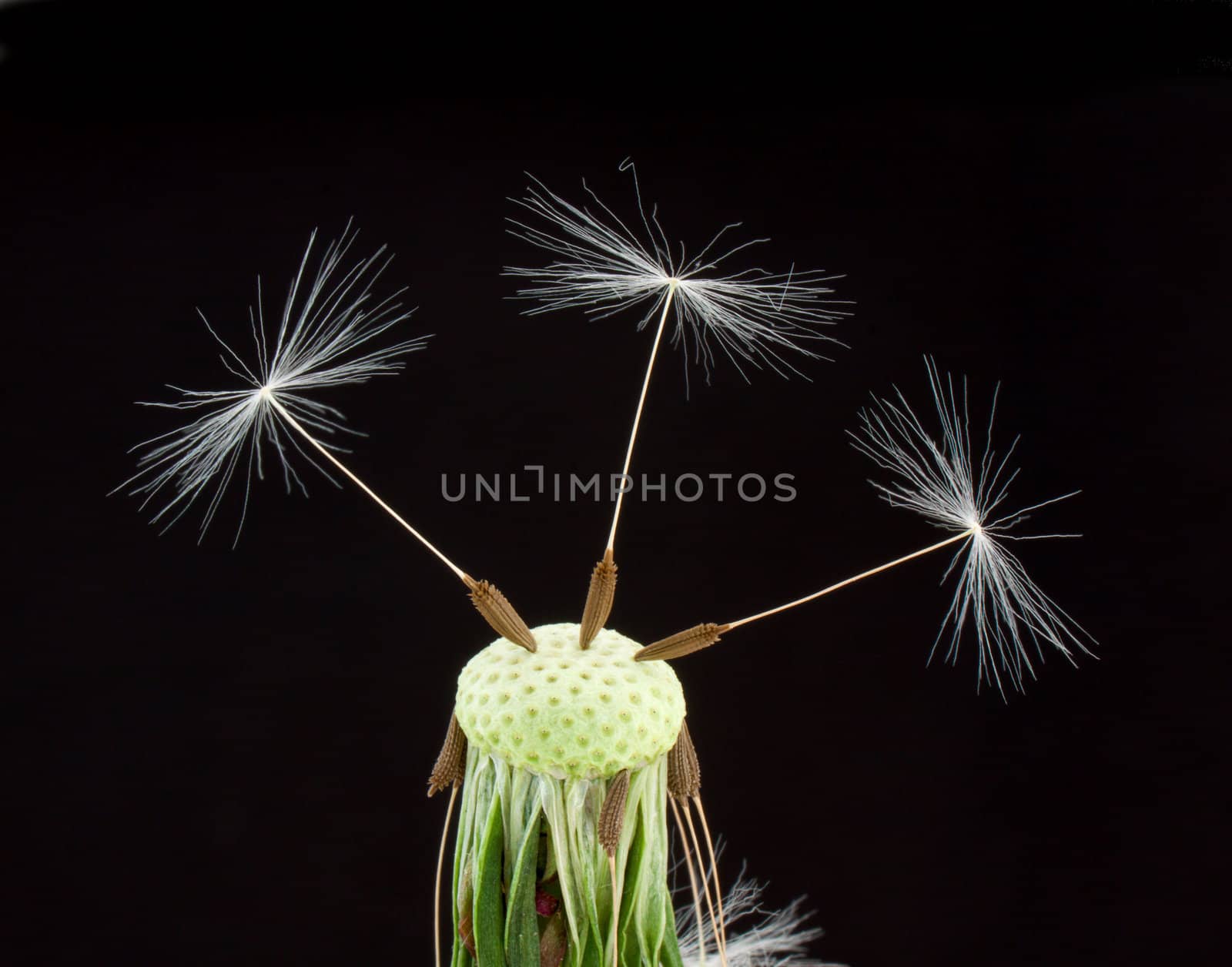 Dandelion seeds on black background
