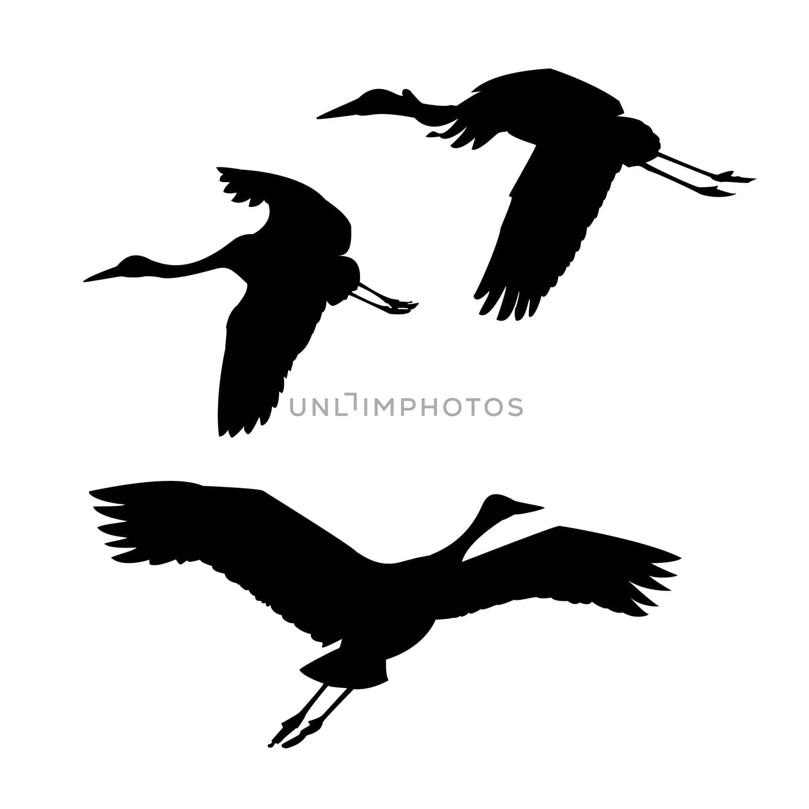 vector silhouette flying cranes on white background by basel101658