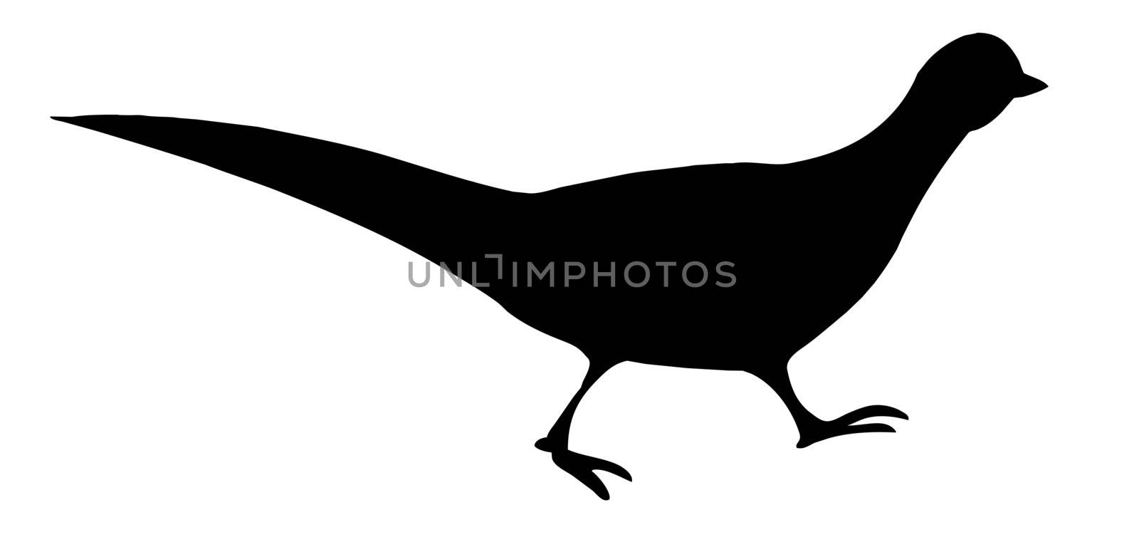 vector illustration of the pheasant on white background