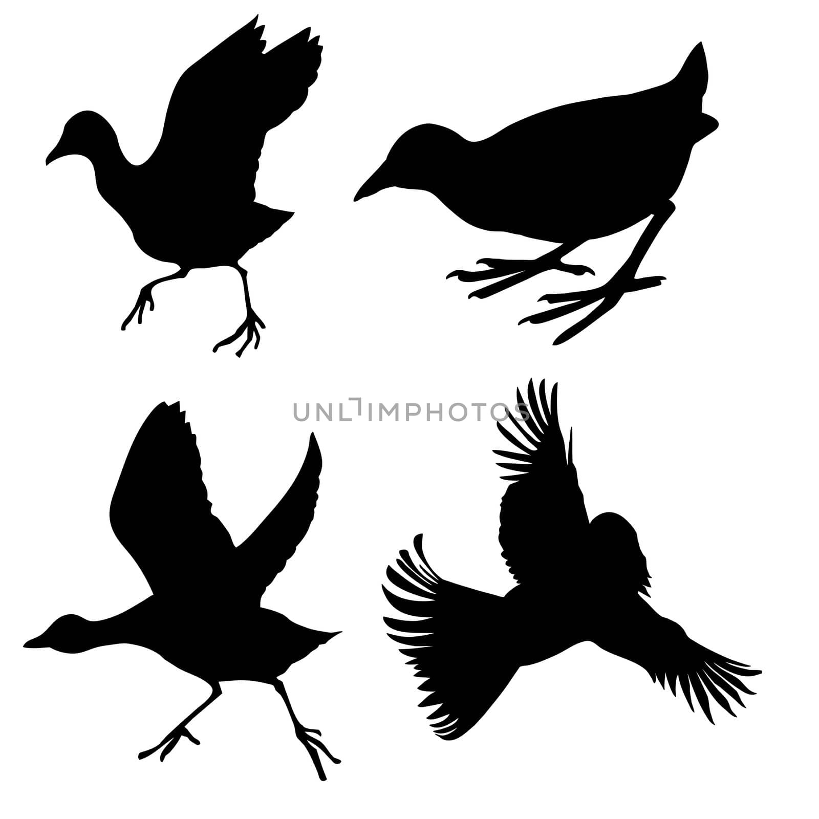 vector silhouette of the birds on white background by basel101658