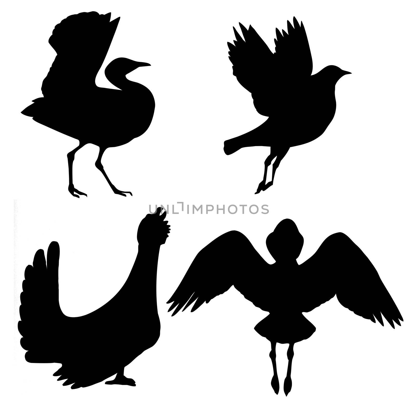 vector silhouette of the birds on white background by basel101658